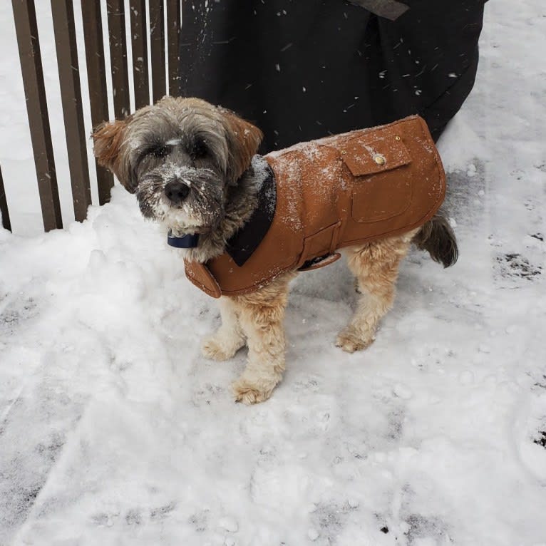 Rudee, a Tibetan Terrier tested with EmbarkVet.com