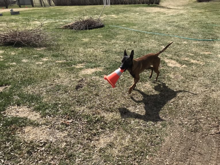 Rocket Raccoon, a Belgian Shepherd tested with EmbarkVet.com