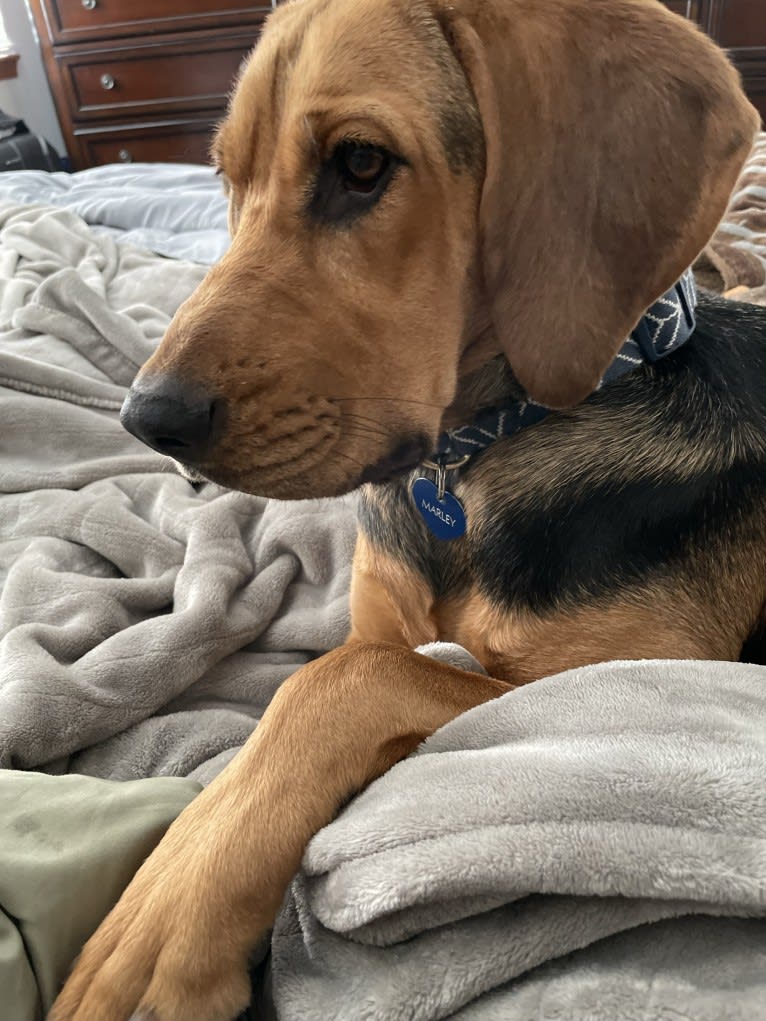 Marley, a Bloodhound and Treeing Walker Coonhound mix tested with EmbarkVet.com