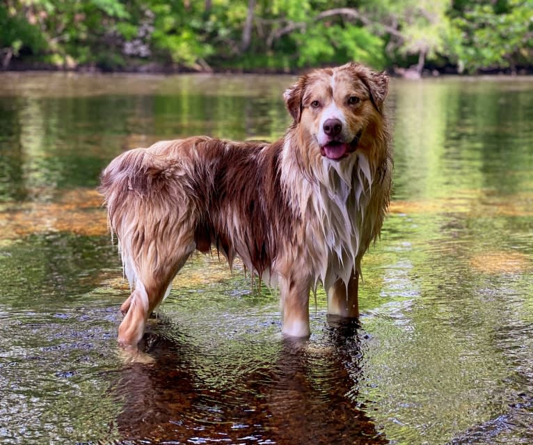 Neville, an Australian Shepherd tested with EmbarkVet.com