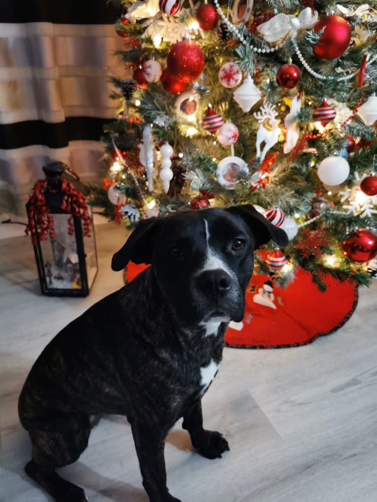 Abby, a German Shepherd Dog and Bulldog mix tested with EmbarkVet.com