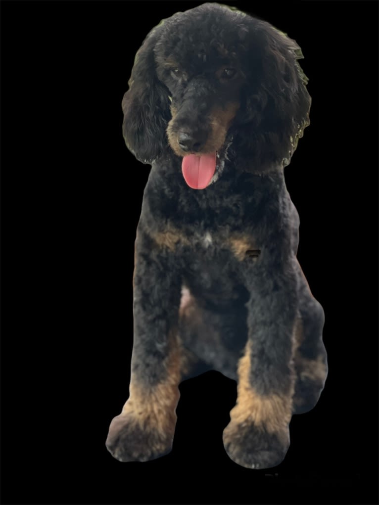 Jax, a Poodle tested with EmbarkVet.com