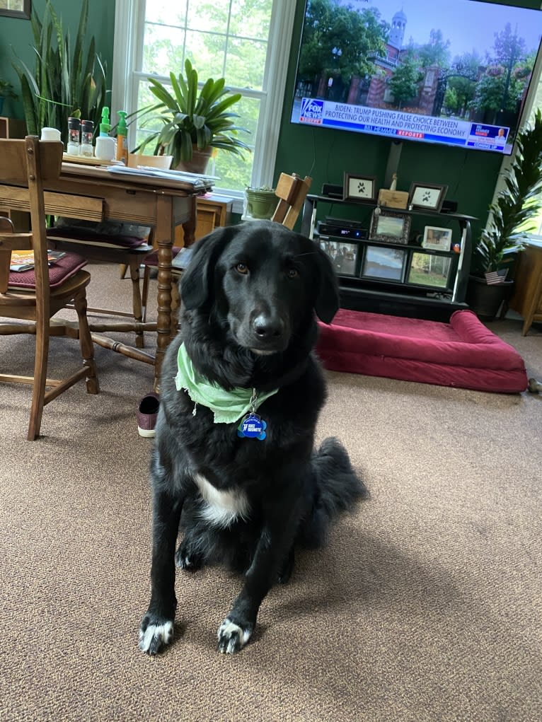 Care Bear Ross, a Labrador Retriever and Australian Cattle Dog mix tested with EmbarkVet.com