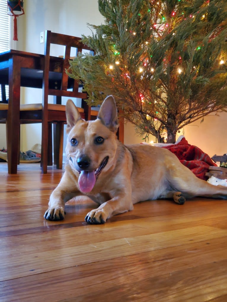 Melvin, an Australian Cattle Dog tested with EmbarkVet.com