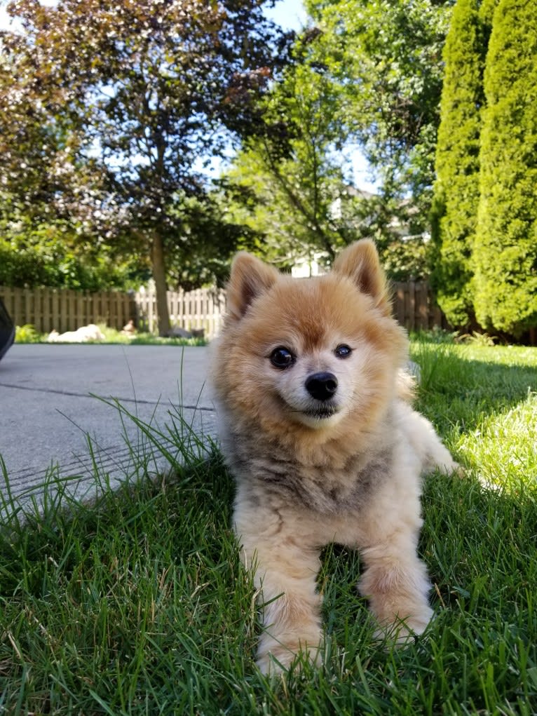 Zeke, a Pomeranian tested with EmbarkVet.com