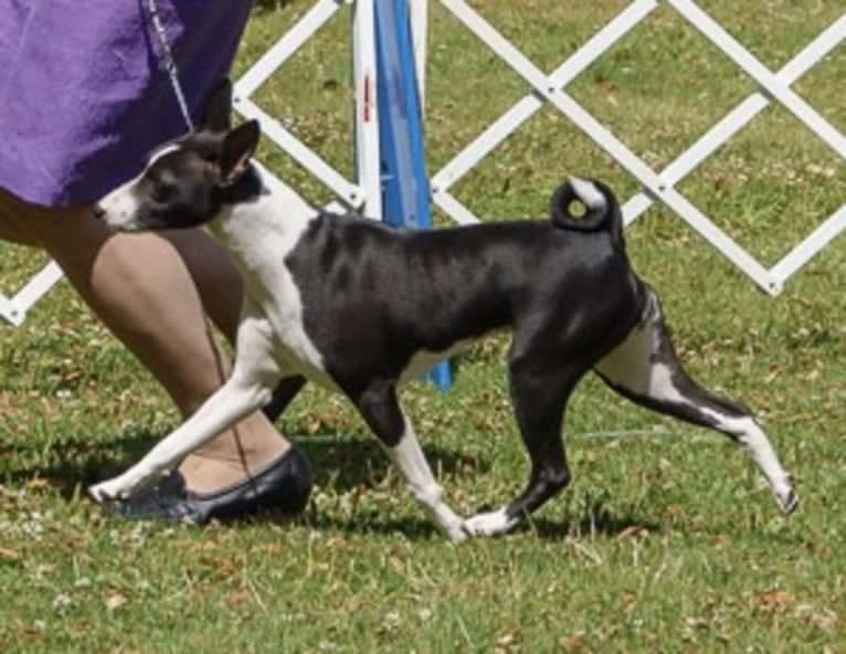 Skittles, a Basenji tested with EmbarkVet.com