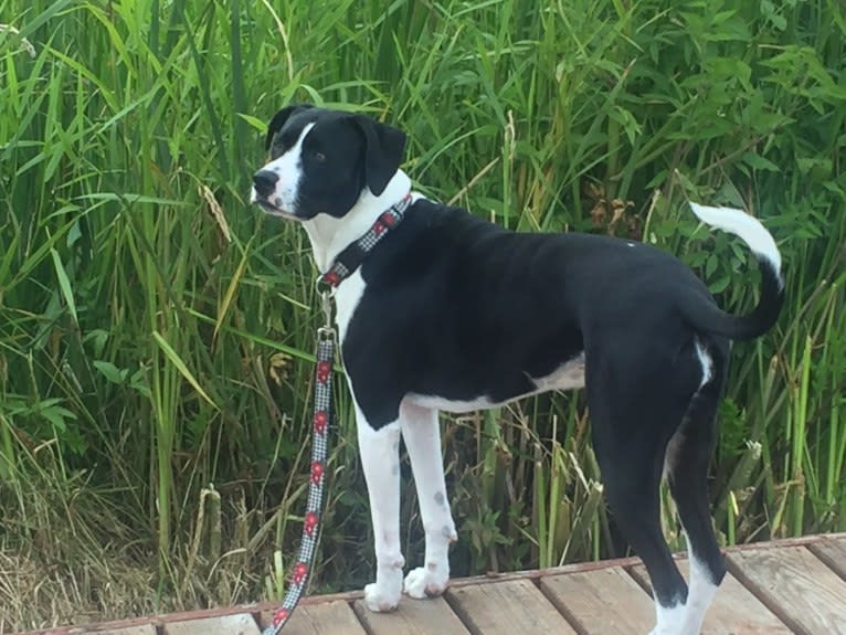 NicKenzie, an American Pit Bull Terrier and English Shepherd mix tested with EmbarkVet.com