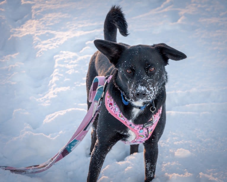 Clementine, a Labrador Retriever and Beagle mix tested with EmbarkVet.com