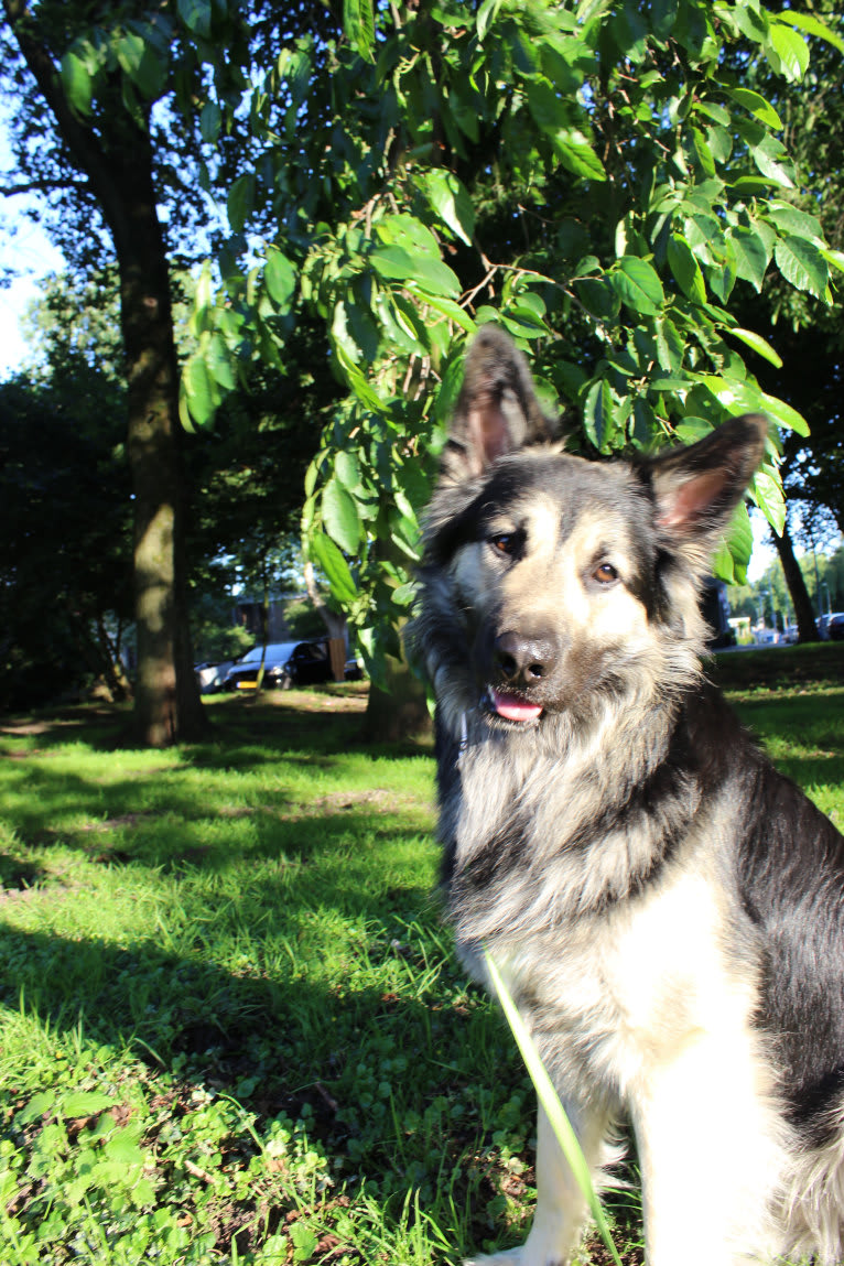 Flóki, an Eastern European Village Dog tested with EmbarkVet.com