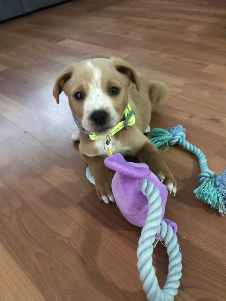 Oscar, an American Pit Bull Terrier and Dachshund mix tested with EmbarkVet.com