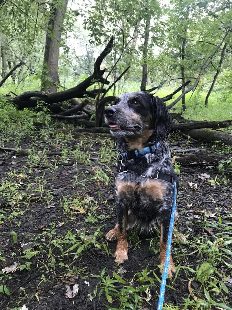 Max, an Australian Cattle Dog and Cocker Spaniel mix tested with EmbarkVet.com