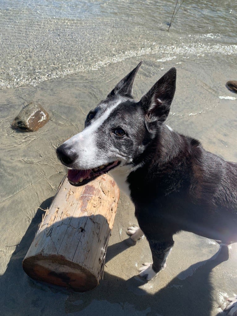 Flint, a Border Collie and McNab mix tested with EmbarkVet.com