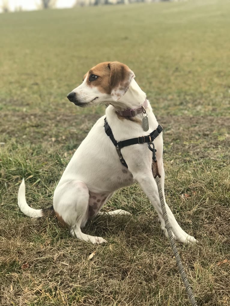 June, an American Foxhound tested with EmbarkVet.com