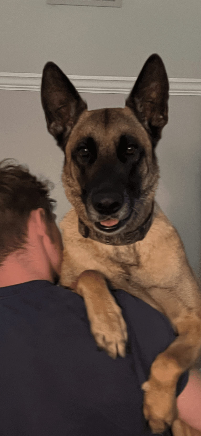 Whiskey, a Belgian Malinois and German Shepherd Dog mix tested with EmbarkVet.com