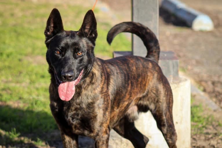 Static, a Dutch Shepherd tested with EmbarkVet.com