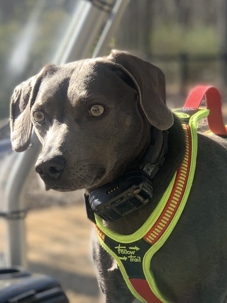 Lacy Grace Goodwin, a Blue Lacy tested with EmbarkVet.com