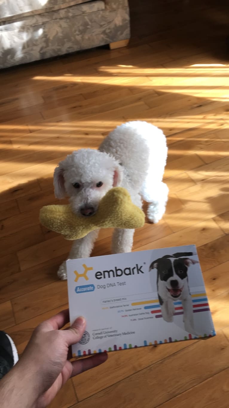 Tully, a Poodle (Small) and Chihuahua mix tested with EmbarkVet.com