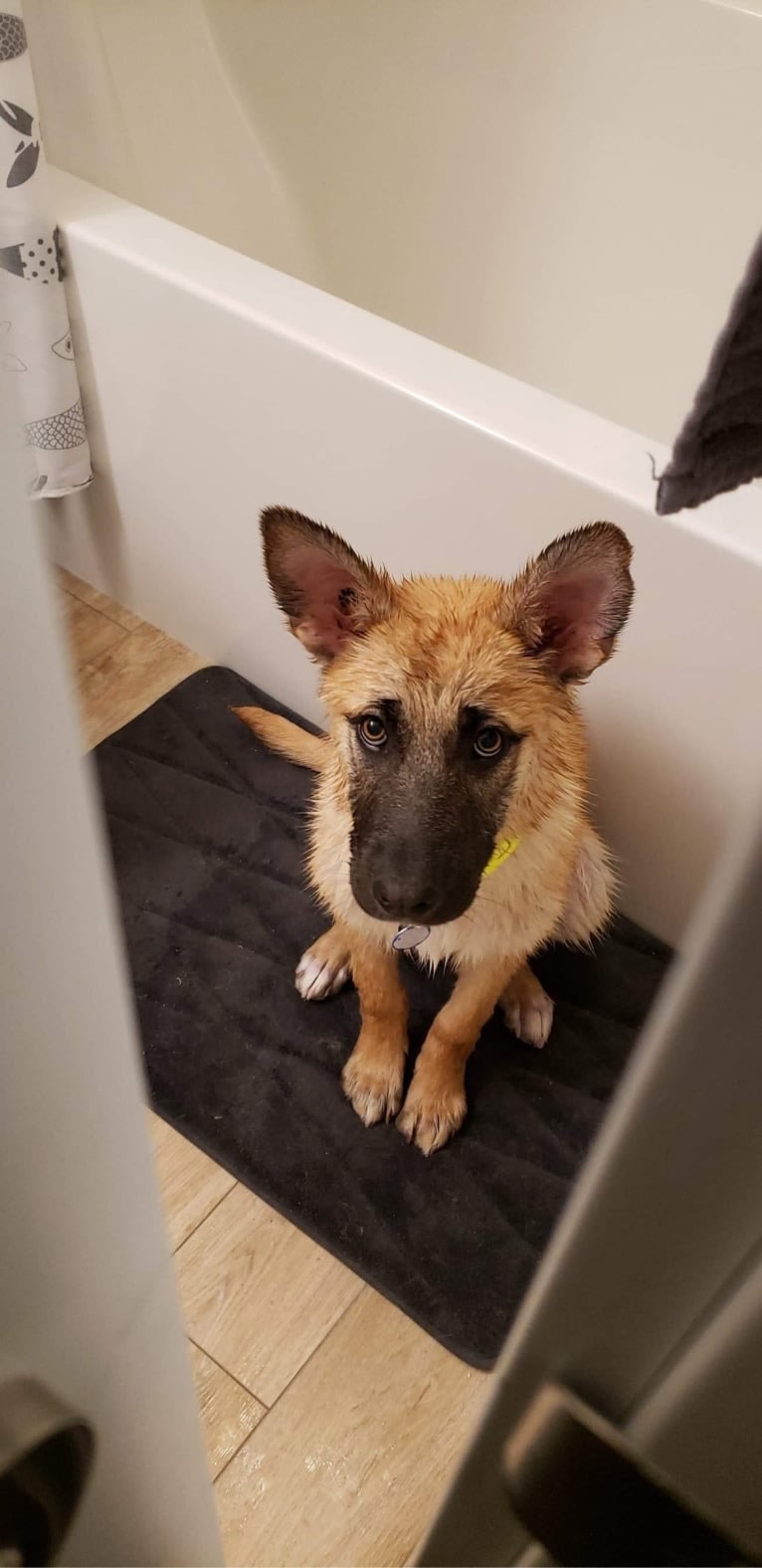 Enzo, a Siberian Husky and German Shepherd Dog mix tested with EmbarkVet.com