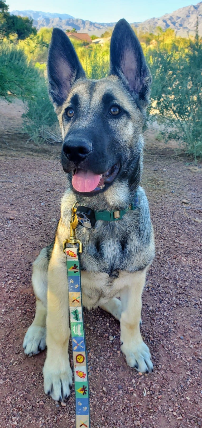 Ripley, a Belgian Malinois and Siberian Husky mix tested with EmbarkVet.com