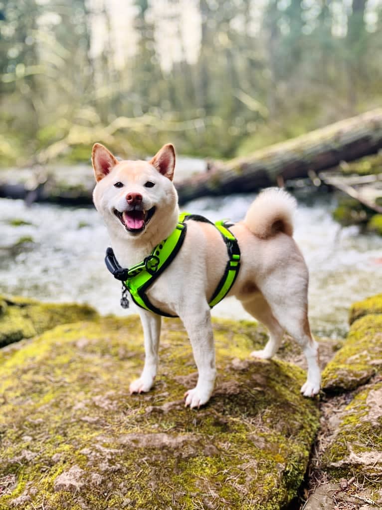 Piper's Creek Kibou, a Shiba Inu tested with EmbarkVet.com