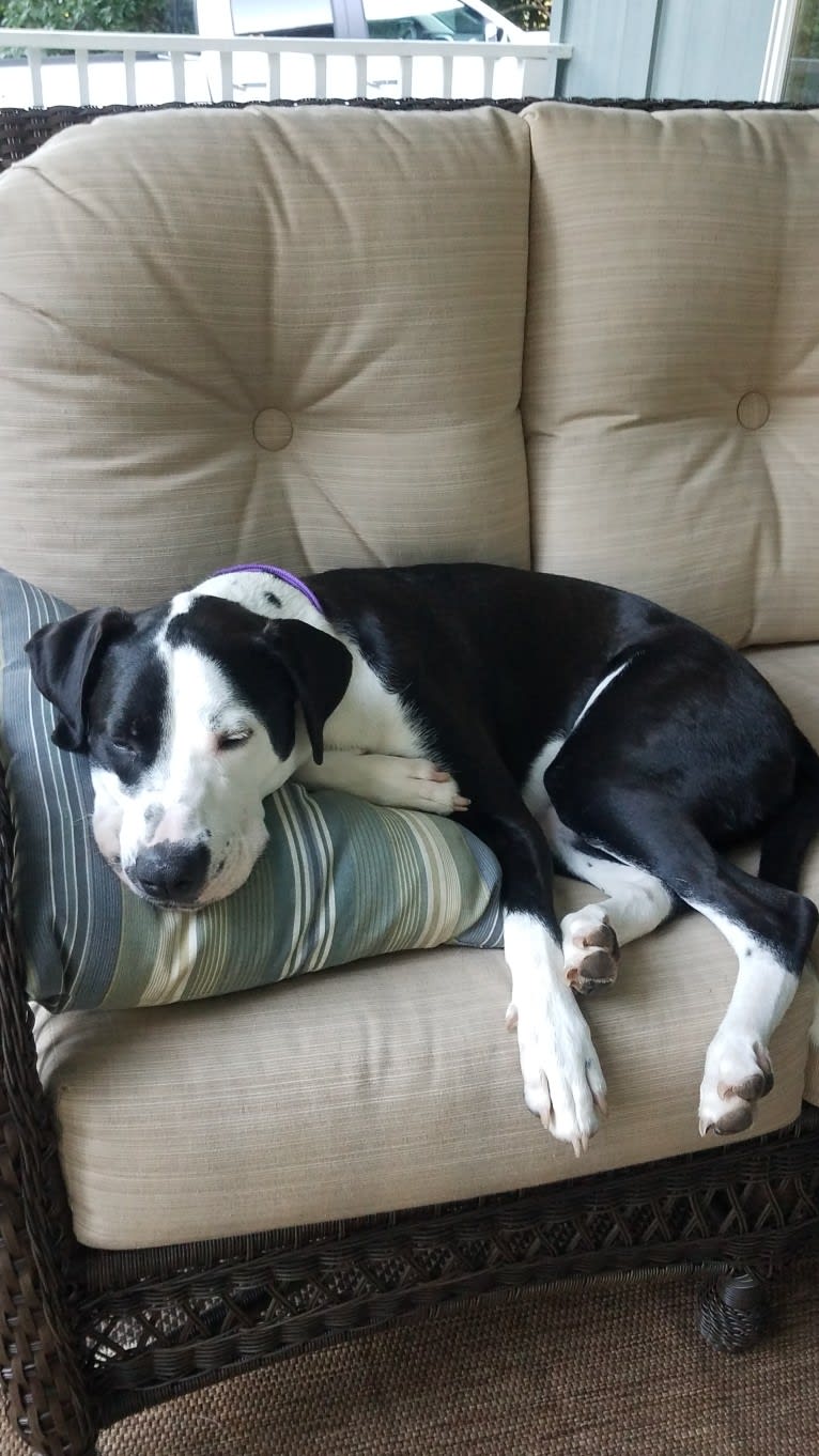 Penny, an American Bully and American Bulldog mix tested with EmbarkVet.com