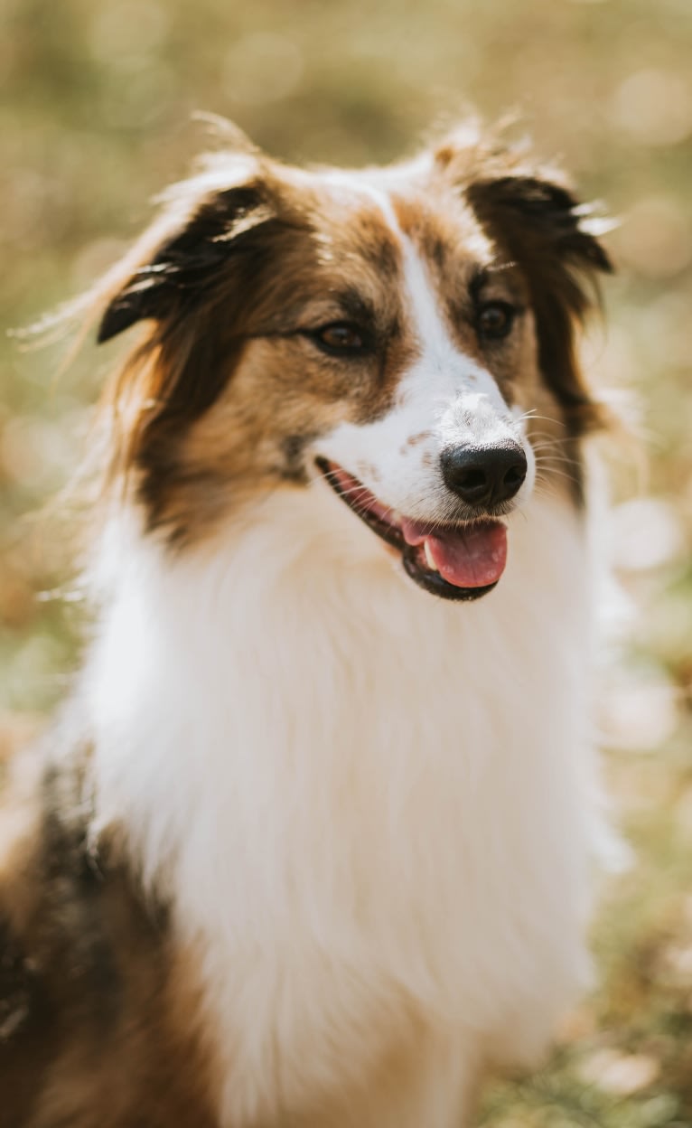 Sienna Rose, an Australian Shepherd and Collie mix tested with EmbarkVet.com