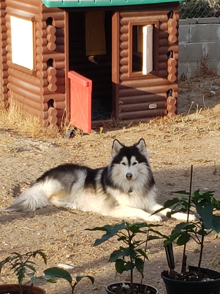 SOJU, a Siberian Husky and Alaskan Malamute mix tested with EmbarkVet.com