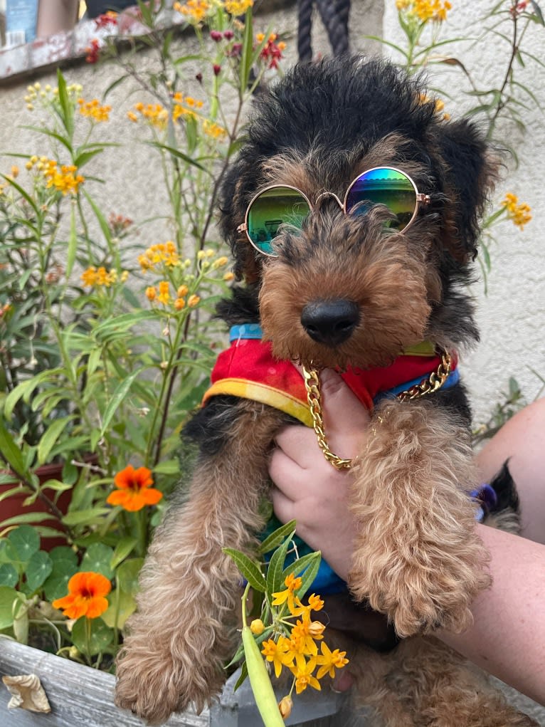 Cartman, a Welsh Terrier tested with EmbarkVet.com