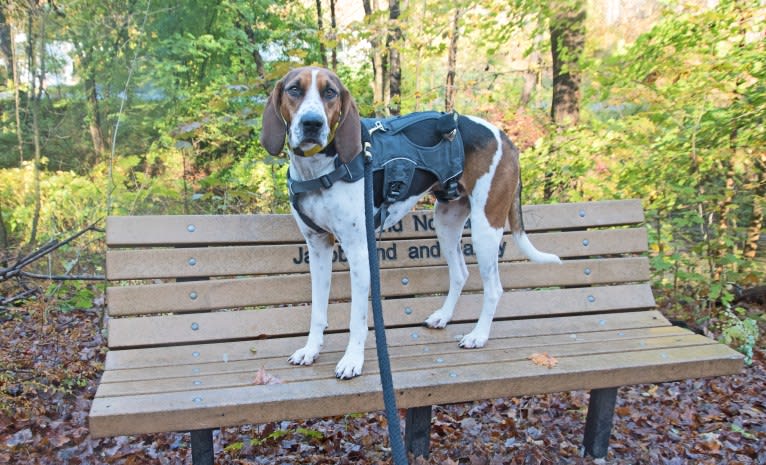 Murphy, a Treeing Walker Coonhound tested with EmbarkVet.com