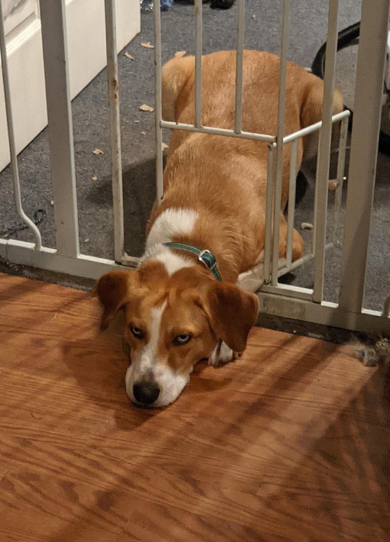 Charlemagne, an Australian Cattle Dog and Beagle mix tested with EmbarkVet.com