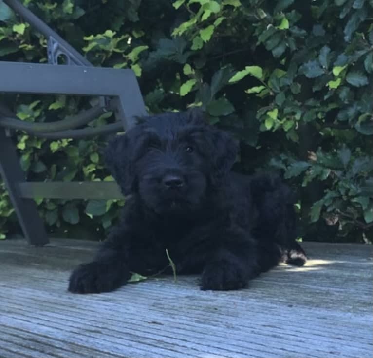 Pink, a Briard tested with EmbarkVet.com