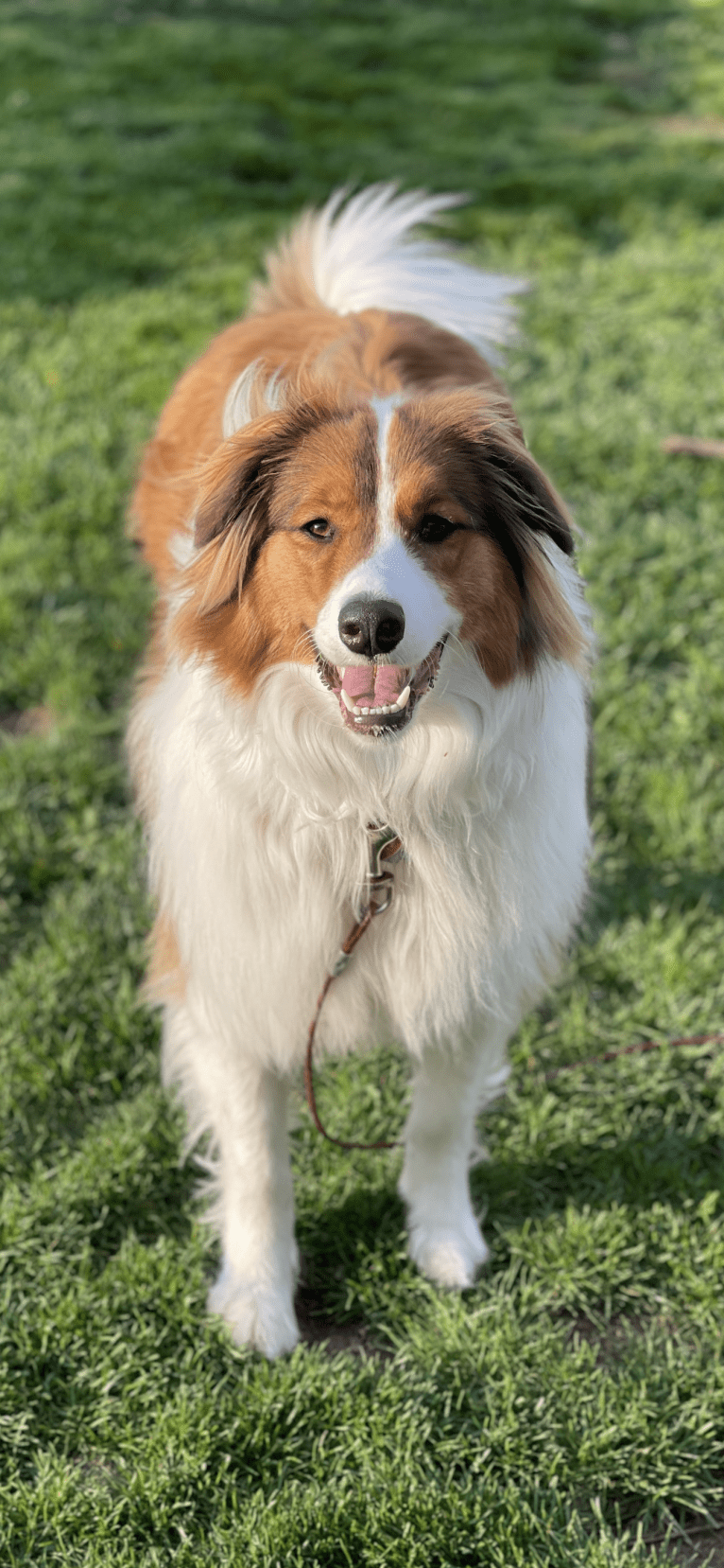 Milo, an English Shepherd tested with EmbarkVet.com