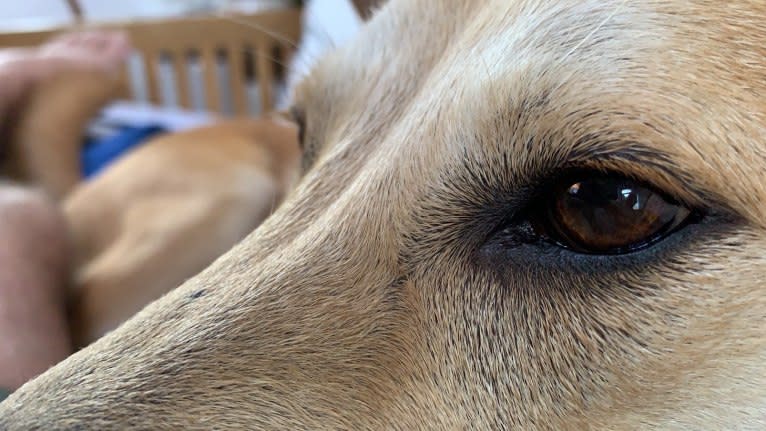 Becky, a Southeast Asian Village Dog tested with EmbarkVet.com