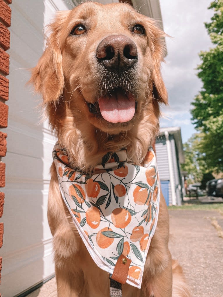 Marley, a Golden Retriever tested with EmbarkVet.com