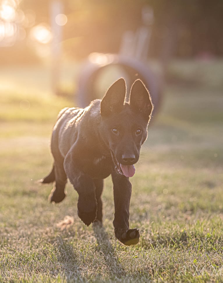 Franky, a Belgian Shepherd tested with EmbarkVet.com