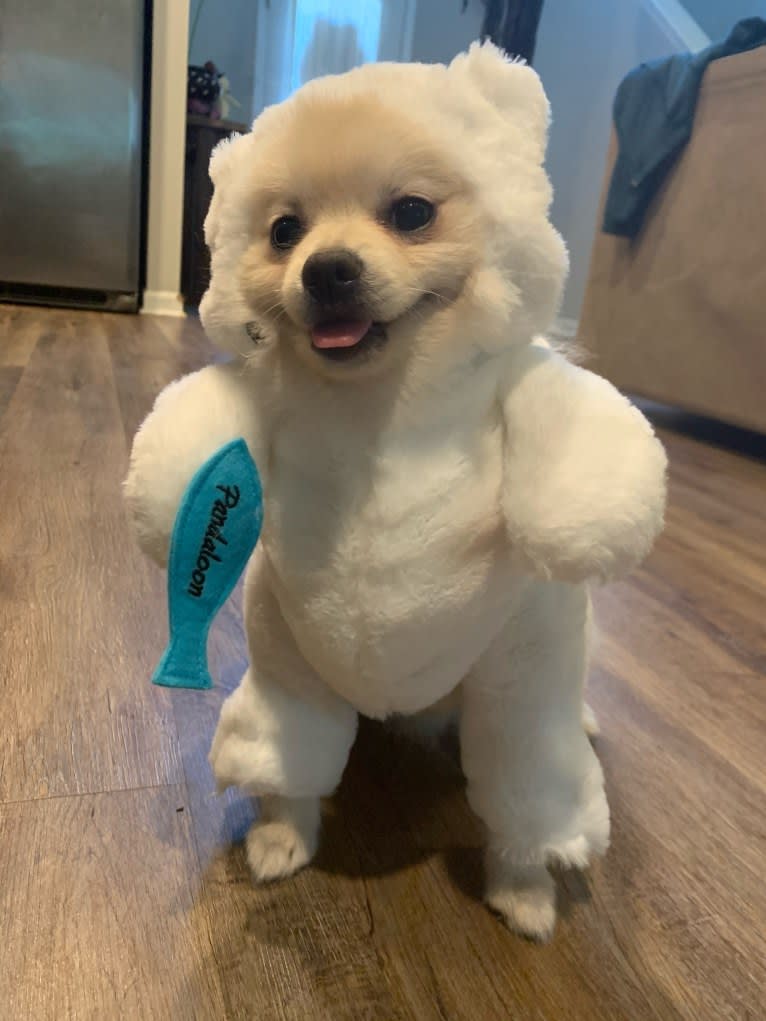 Koda, a Pomeranian tested with EmbarkVet.com