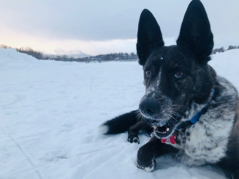 Lou, an Australian Cattle Dog and German Shepherd Dog mix tested with EmbarkVet.com