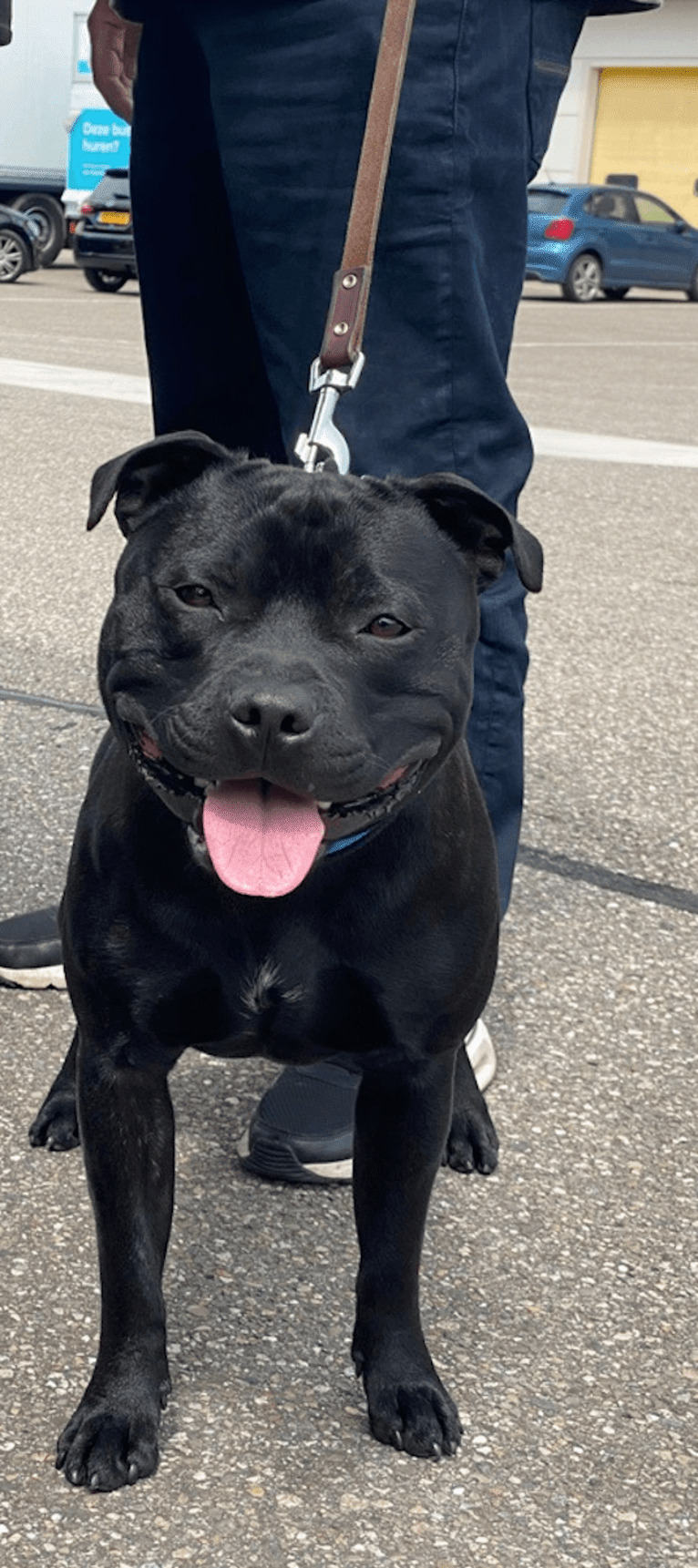 Baco, a Staffordshire Bull Terrier tested with EmbarkVet.com