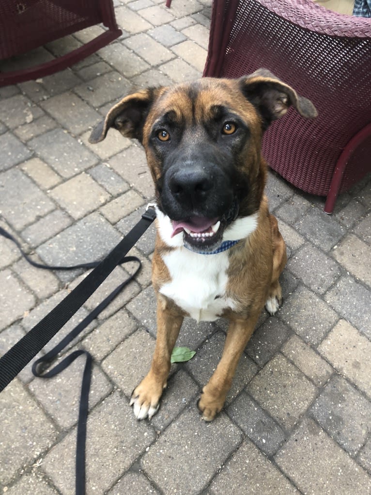 Finn, a Saint Bernard and English Shepherd mix tested with EmbarkVet.com