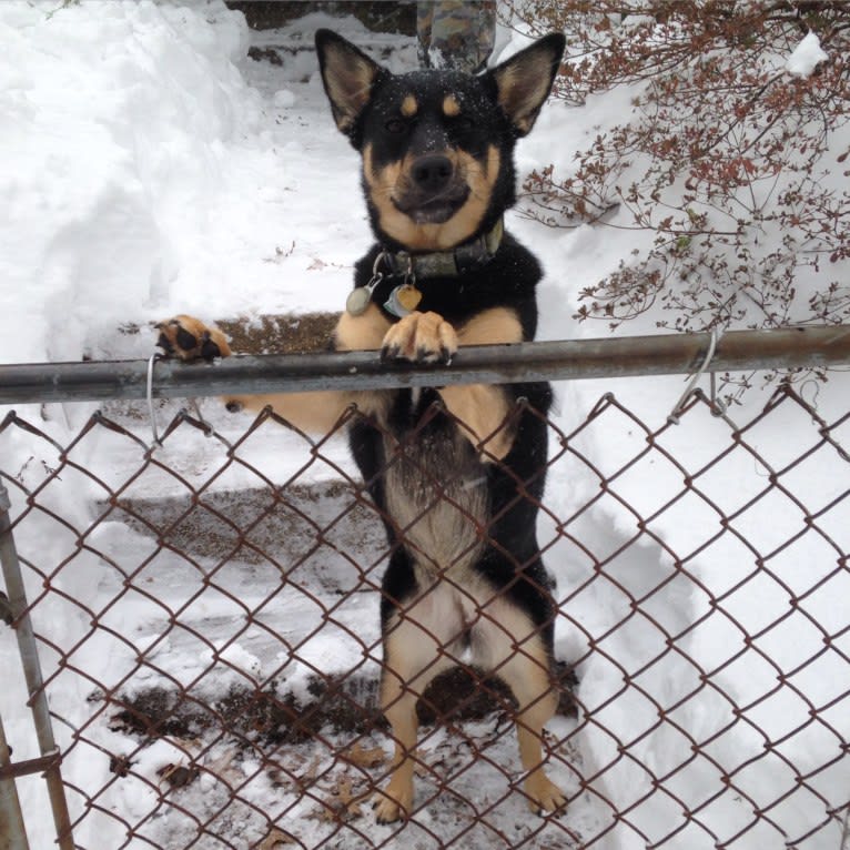 Billy, a Siberian Husky and Labrador Retriever mix tested with EmbarkVet.com