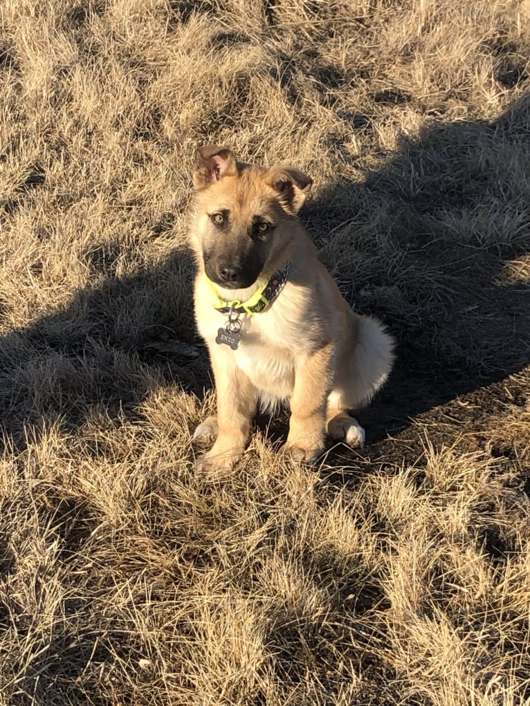 Enzo, a Siberian Husky and German Shepherd Dog mix tested with EmbarkVet.com