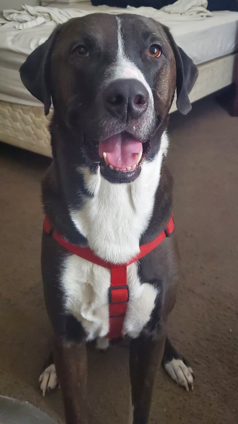 Sherlock, an Anatolian Shepherd Dog and American Pit Bull Terrier mix tested with EmbarkVet.com