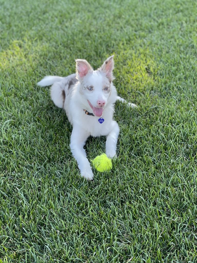 Viva, a Border Collie tested with EmbarkVet.com