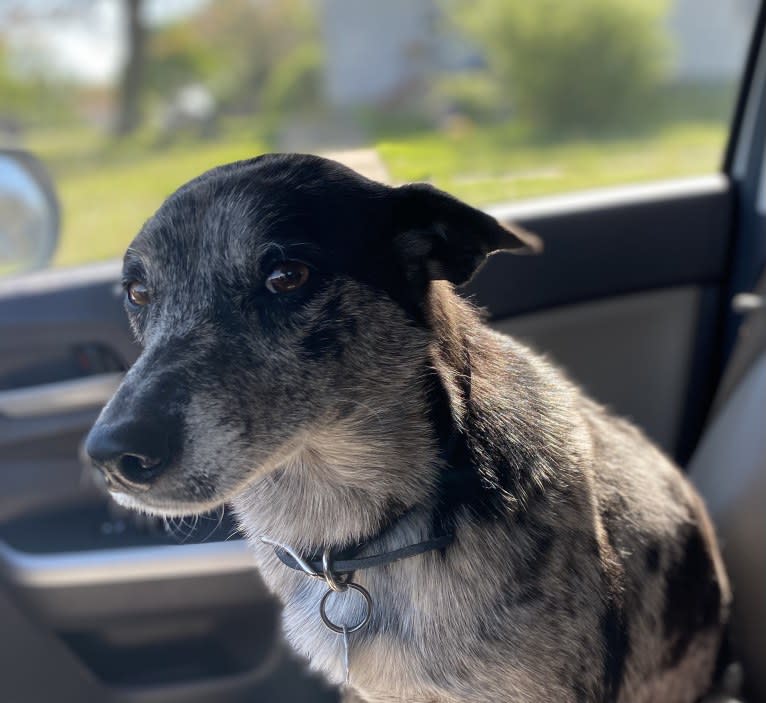 Josey, a Border Collie and Miniature/MAS-type Australian Shepherd mix tested with EmbarkVet.com