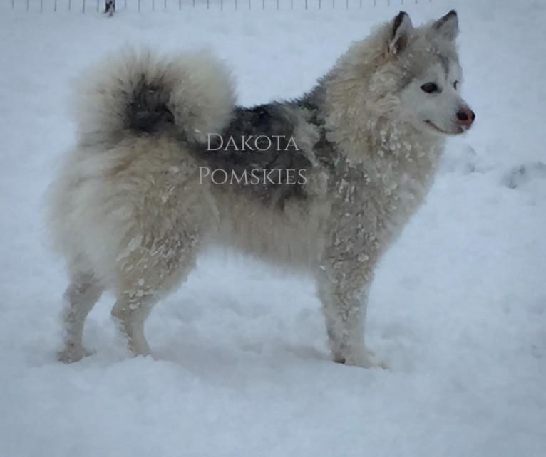 Dakota Pomskies Everest, a Siberian Husky and Pomeranian mix tested with EmbarkVet.com