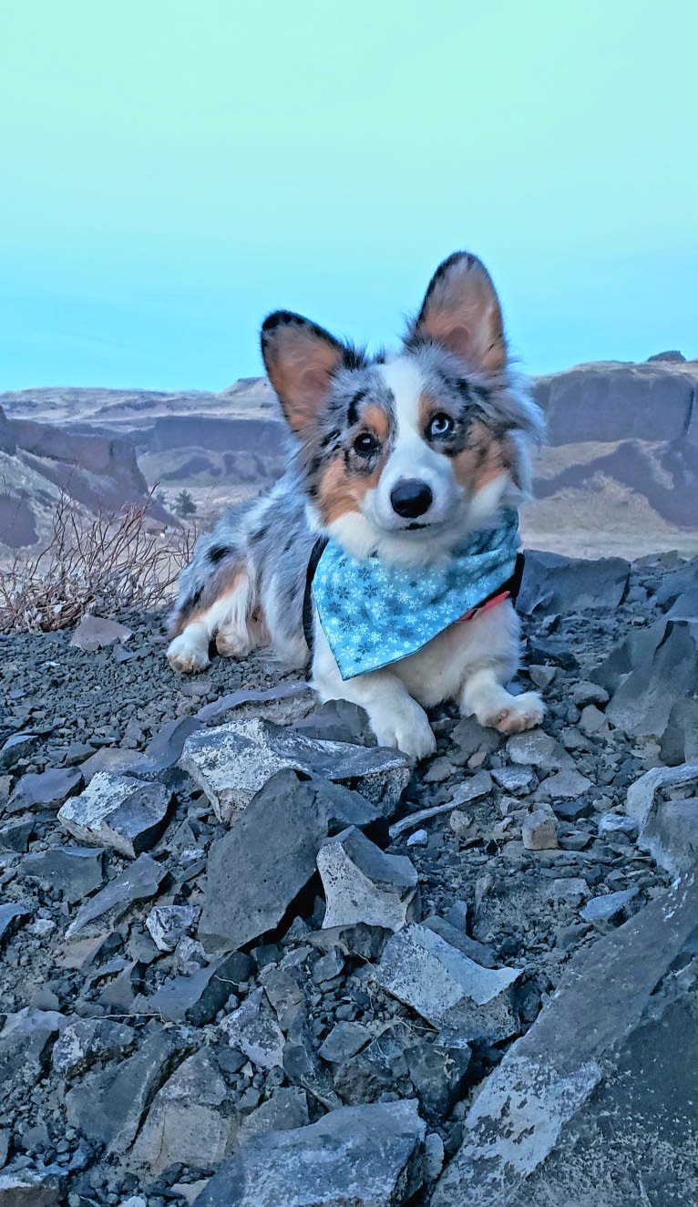 Lady Merle, a Cardigan Welsh Corgi and Pembroke Welsh Corgi mix tested with EmbarkVet.com