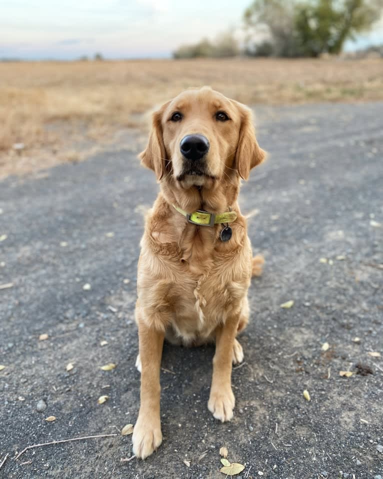 embark-dog-dna-test-tyler-s-roxie-red-gallery