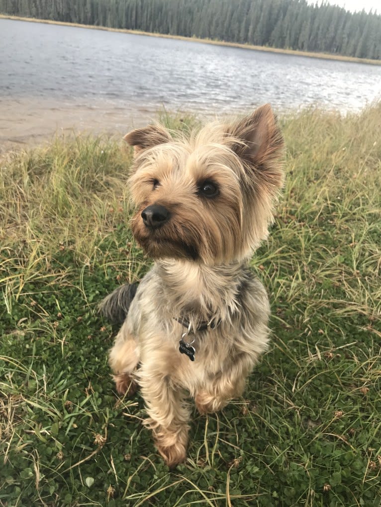 Remington, a Silky Terrier tested with EmbarkVet.com