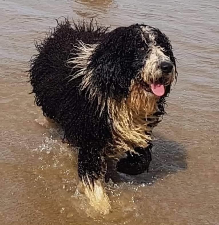 Campe, a Spanish Water Dog tested with EmbarkVet.com