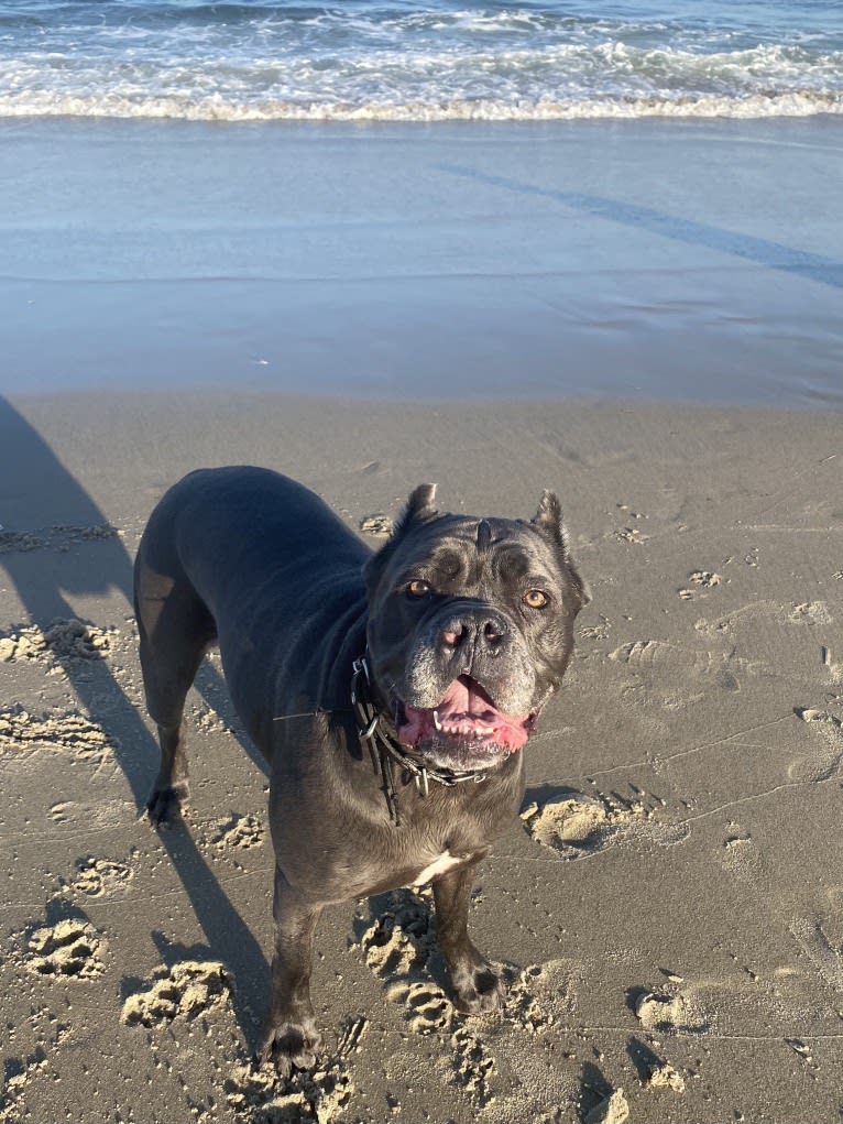 Nora, a Cane Corso tested with EmbarkVet.com